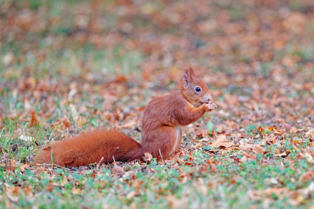 Eichhörnchen