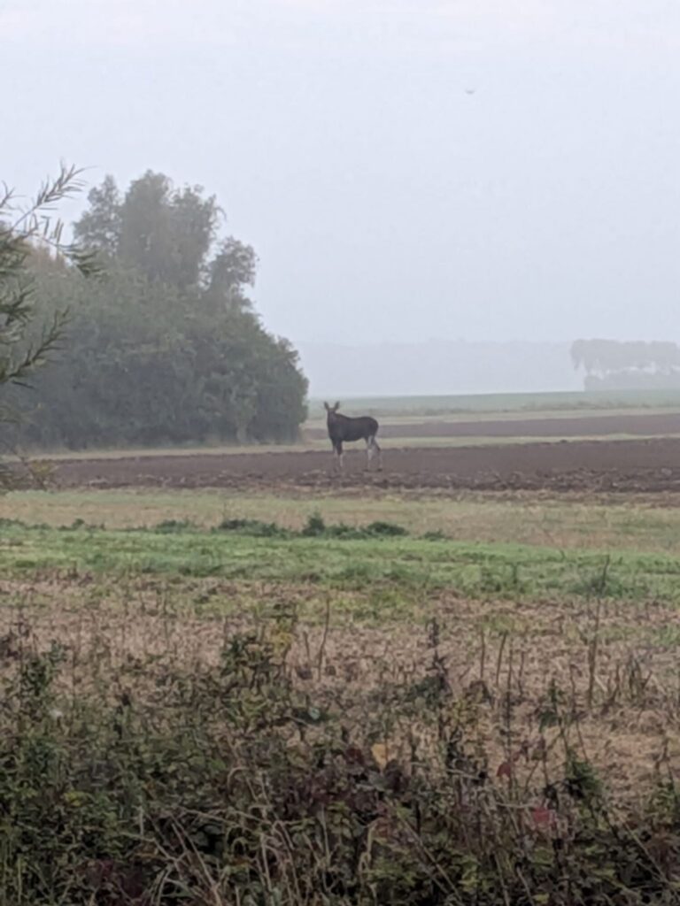 Elch in Mecklenburg-Vorpommern