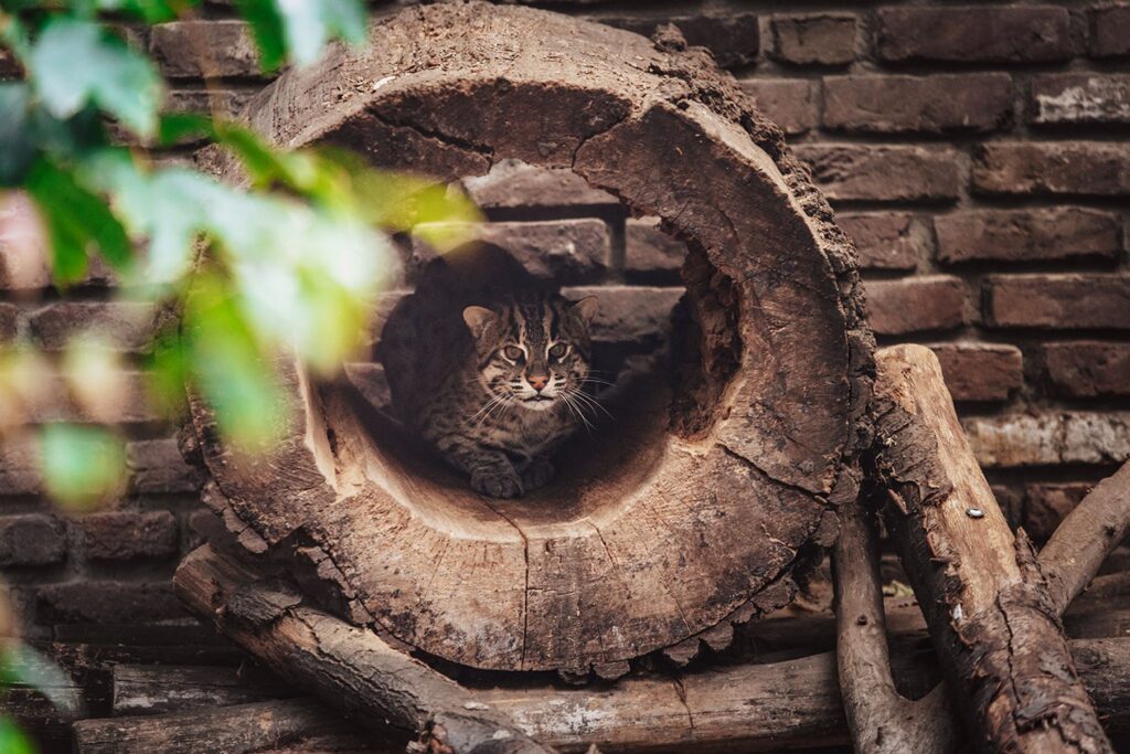 Fischkatze Narok