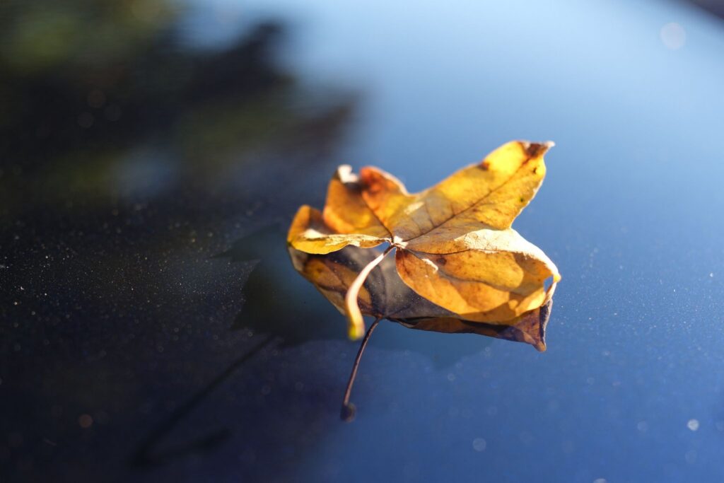 Herbstlaub